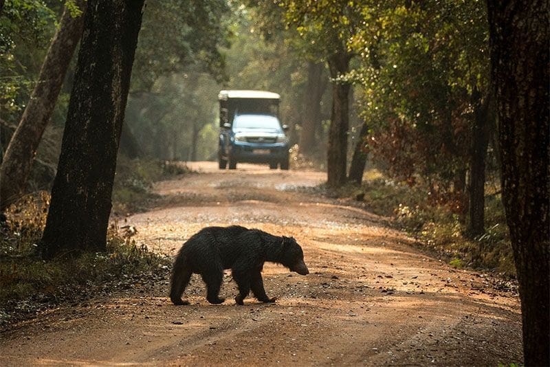 Oso en Wilpattu cual es la mejor epoca para viajar a Sri Lanka