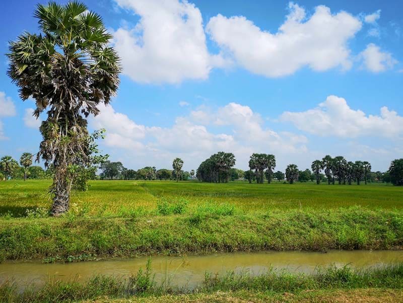 campo de arroz en Kilinochchi