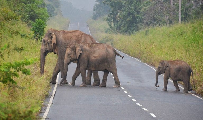 Elefantes atravesando una carretera en el Parque Nacional de Maduru Oya en Sri Lanka