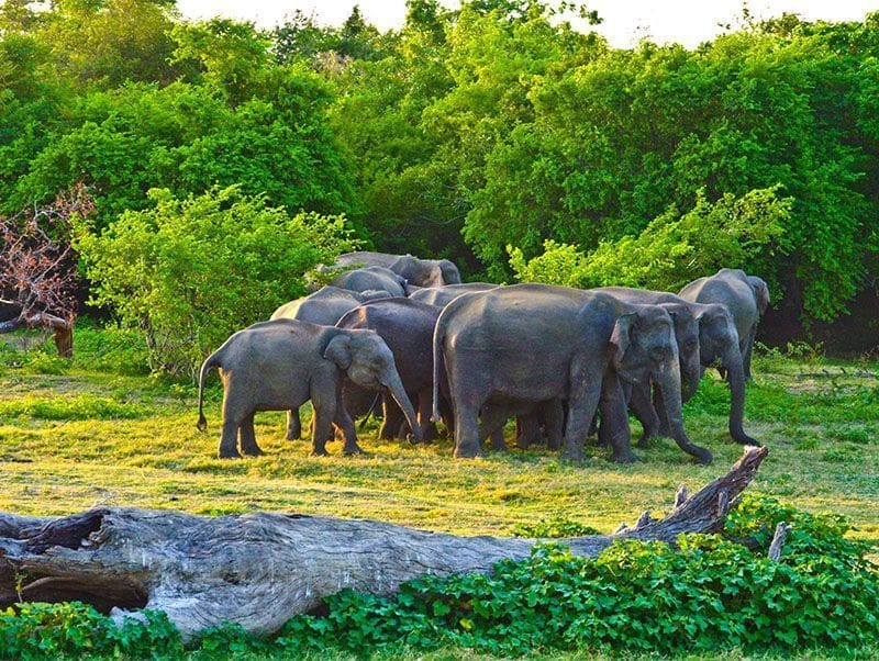 Manada de elefantes en Parque Nacional Lahugala