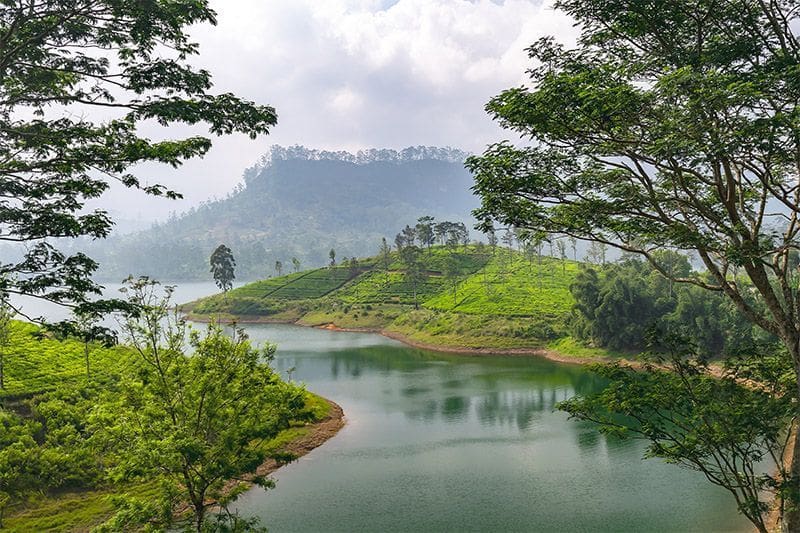 Paisaje de Nuwara Eliya Sri Lanka plantaciones de te y rio