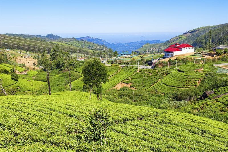 que hacer en Nuwara Eliya paisaje plantaciones de te, casa y lago