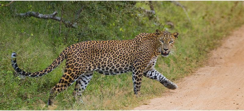 safari en Yala leopardo