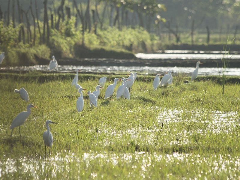 que hacer en Tangalle tour en el santuario de aves de Kalametiya