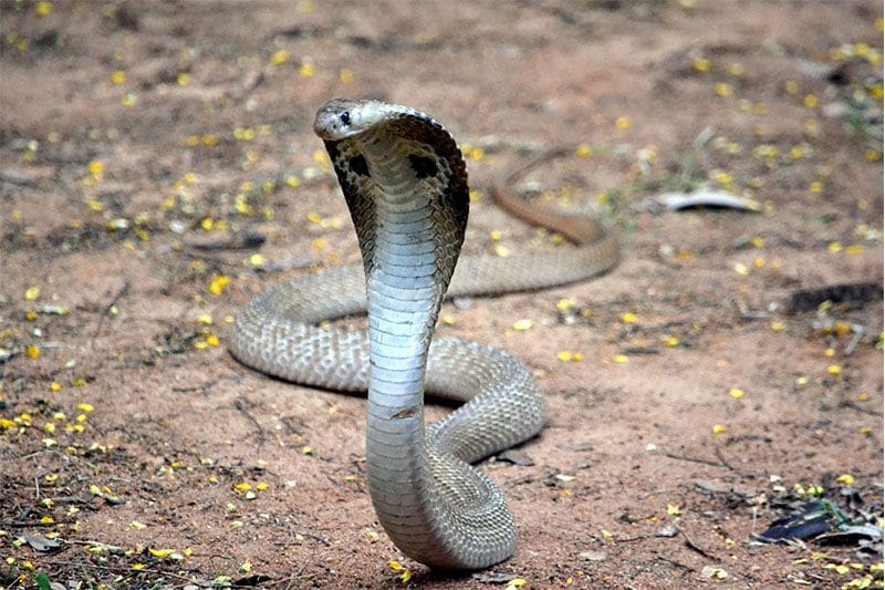 Cobra en Snake Farm Matara