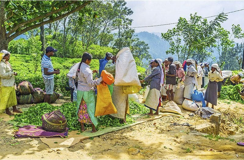 trabajadores de plantacion de te