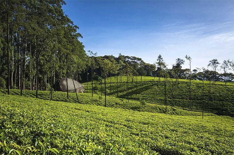 vistas de la plantacion en Loolecondera Tea State en Kandy