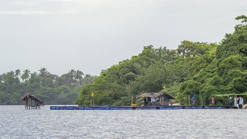Lago Madu en la zona de Balapitiya cerca de Bentota Sri Lanka
