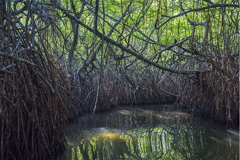 bosque de manglar en rio Madu Ganga Sri Lanka