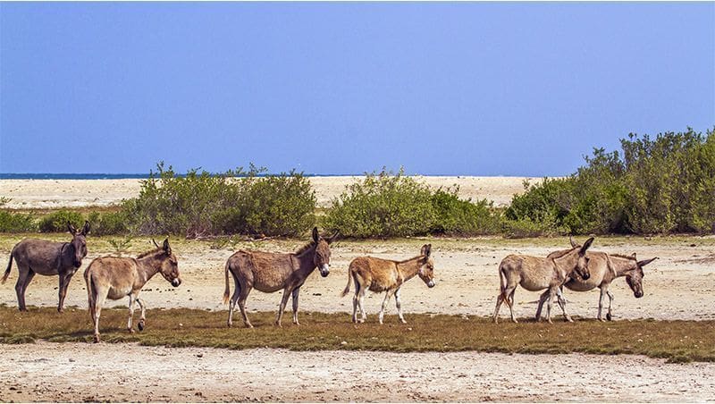 burros en Donkey Point en Kalpitiya