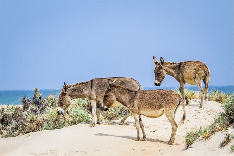 burros viajar a Mannar norte de Sri Lanka