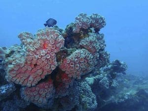 colorido coral en el oceano Indico