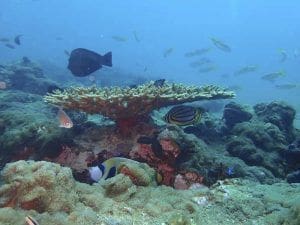coral y peces en el oceano Indico
