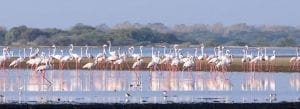 flamencos en el santuario de aves de Mannar