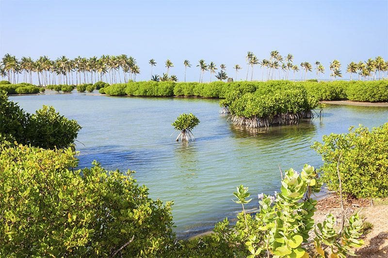 paisaje de manglar viajar a Kalpitiya