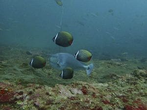 peces de coral en oceano Indico de sri lanka