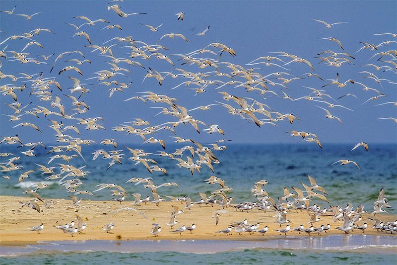 santuario de aves cerca del oceano y de la laguna de Puttalam aves Sterna albifrons volando
