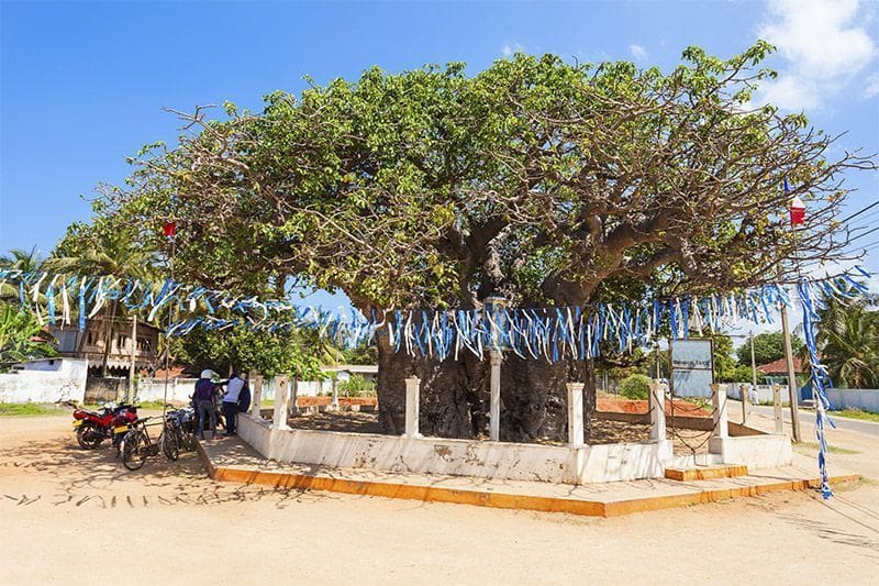 viajar a Mannar arbol Baobab en Sri Lanka