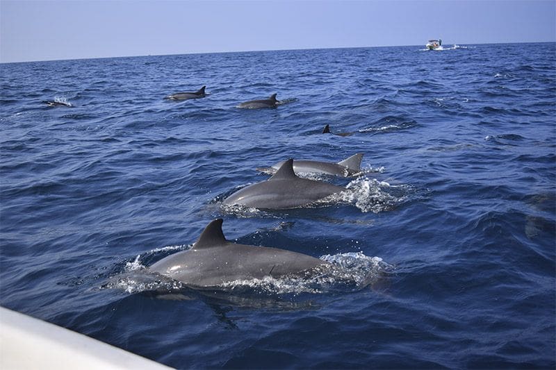 delfines en Kalpitiya y oceano azul