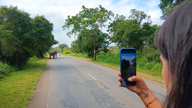 elefante atravesando la carretera y chica grabando con el movil