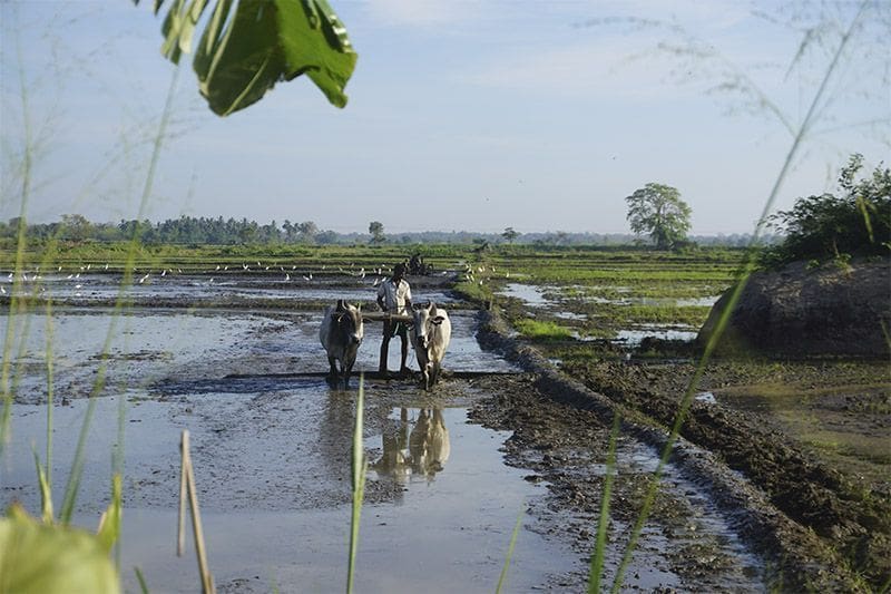 trabajadores locales en arrozales foto de Joy Adobe Stock