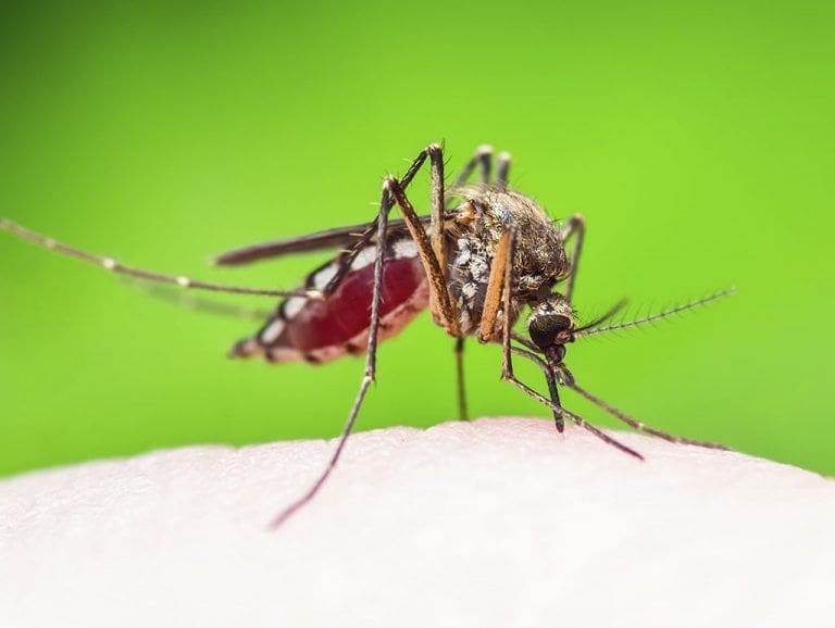 dengue en sri lanka mosquito picando portada dengue en sri lanka portada nechaevkon