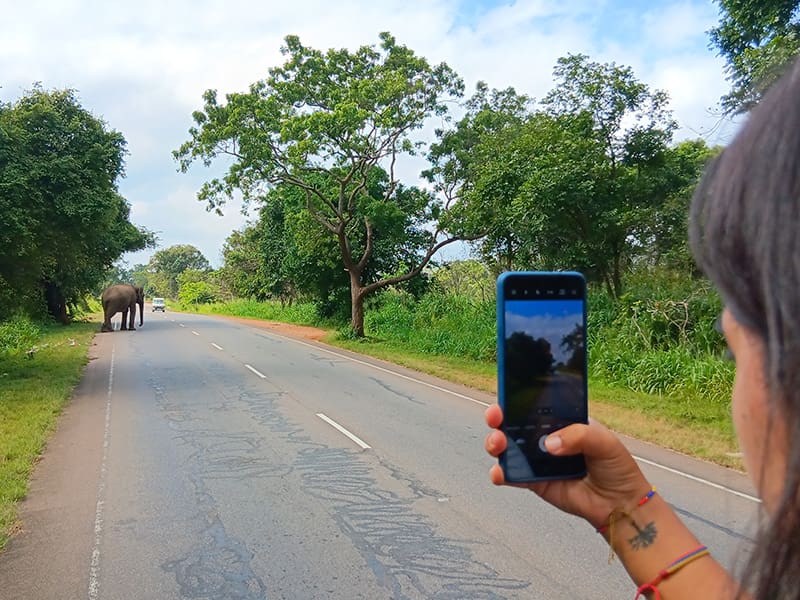 elefante sri lanka carretera