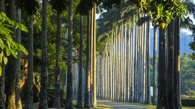 real jardin botanico de Peradeniya