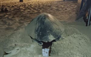 tortugas mirissa