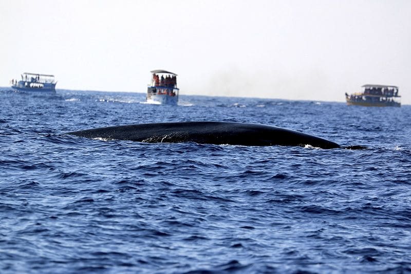 ver ballenas en Mirissa