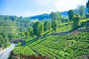 plantacion de te y carretera en habitacion en Glenloch Tea Factory Hotel hotel con encanto en Nuwara Eliya