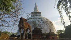 que ver en Polonnaruwa estupa Kiri Vehera y perro
