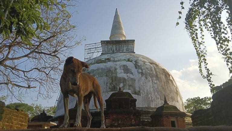 que ver en Polonnaruwa estupa Kiri Vehera y perro
