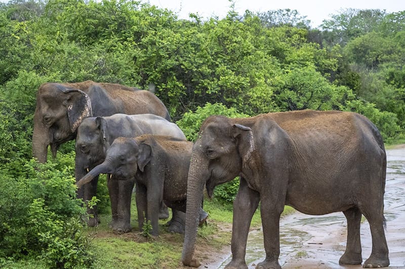 elefantes en el parque nacional de yala