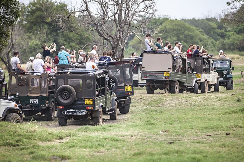 parque nacional de Yala safari jeeps turistas