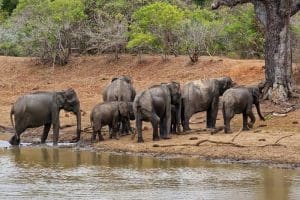 parque nacional de yala elefantes
