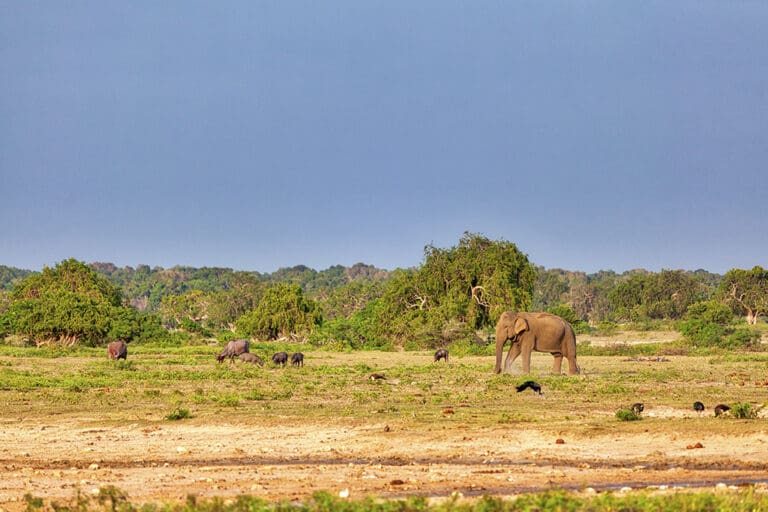 parque nacional de yala safari