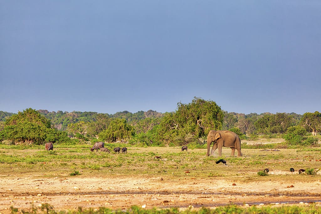 parque nacional de yala safari