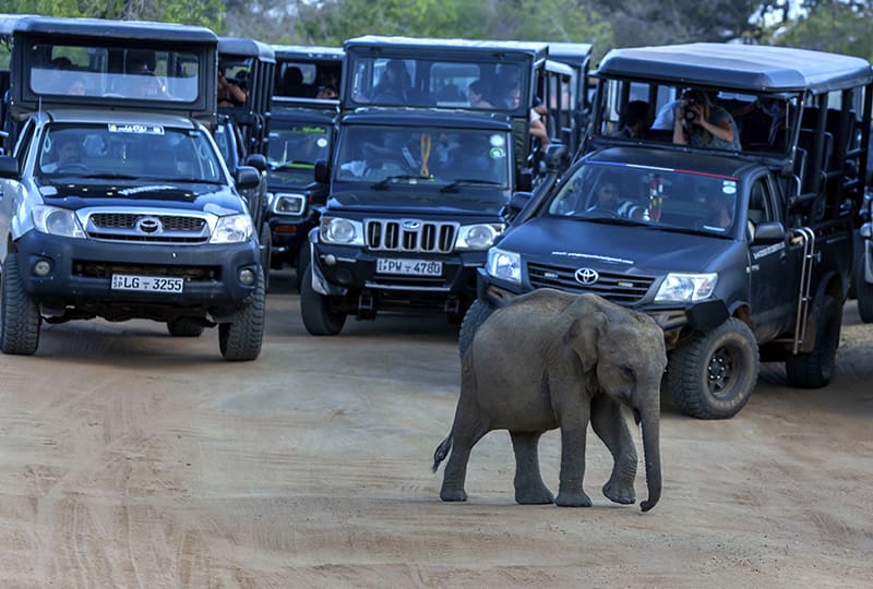 safari en Yala Sri Lanka jeeps y elefante