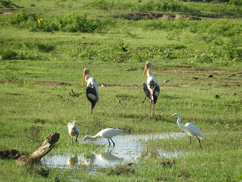 safari en yala parque nacional cigueñas