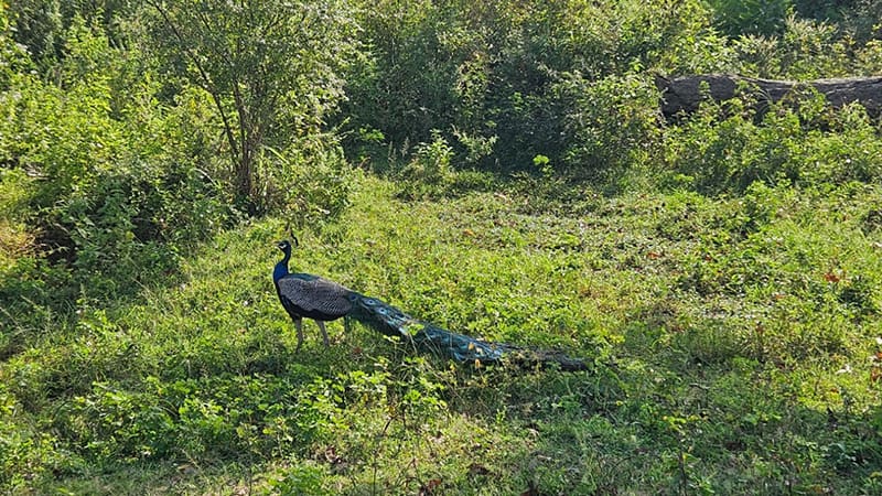 safari en yala sri lanka pavo real