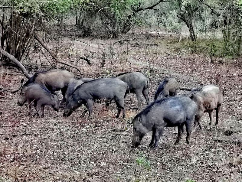 safari parque nacional de yala jablies