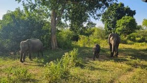 safari yala sri lanka elefantes