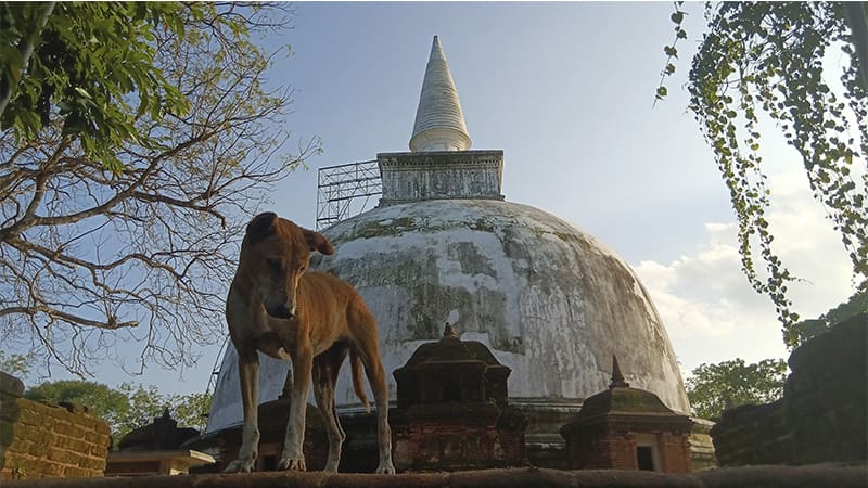 que ver en sri lanka en 15 dias Kiri Vehera Polonnaruwa