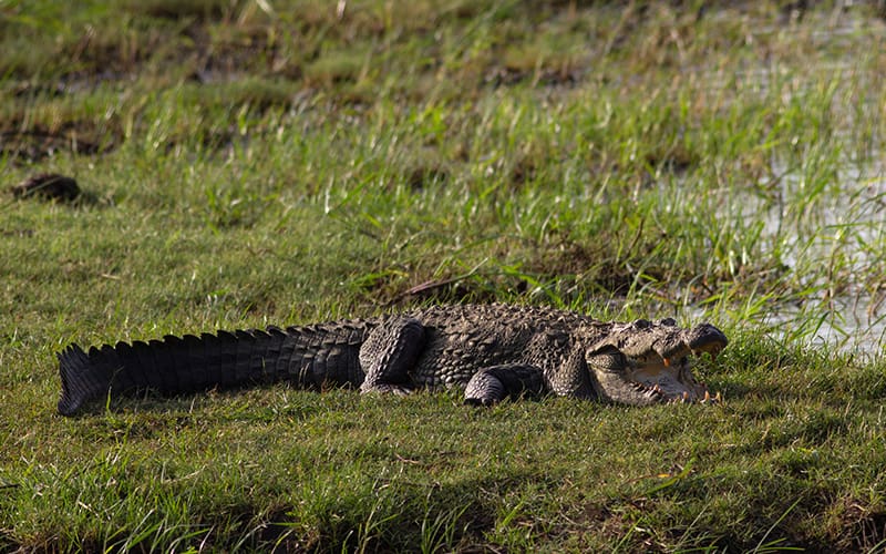 cocodrilo en Kumana National Park