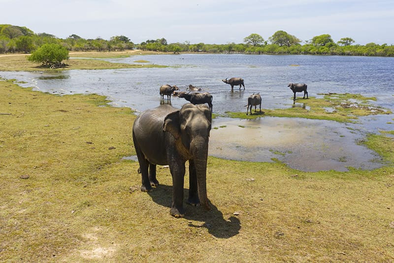 elefante y bufalos en laguna en safari parque nacional kumana