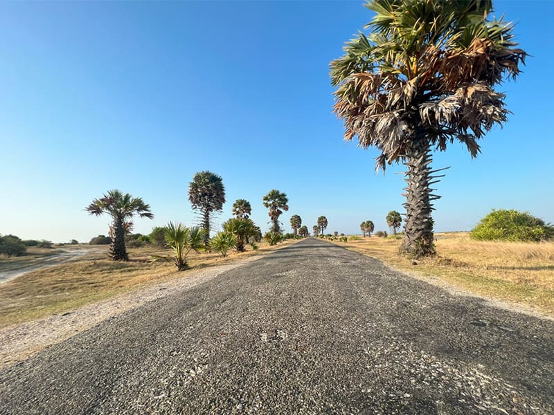 paisaje arido palmeras jaffna