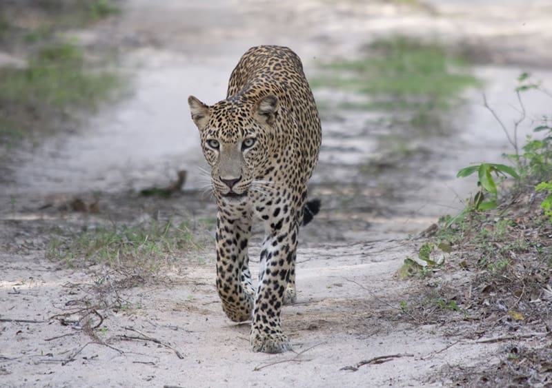 parque nacional kumana leopardo sri lanka