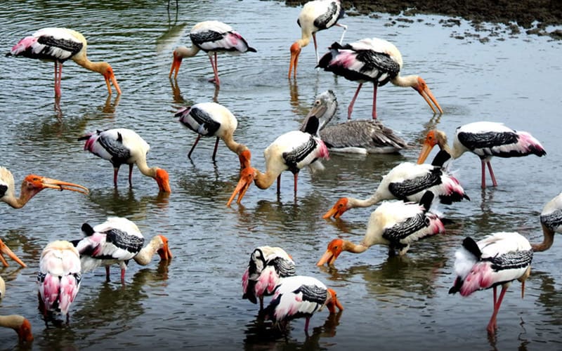 aves en Kalametiya