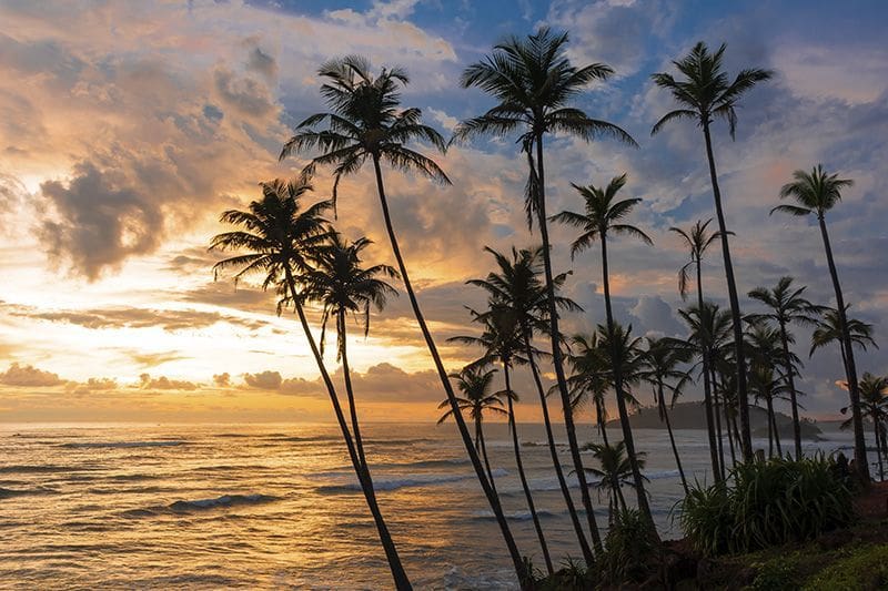 coconut tree hill mirissa